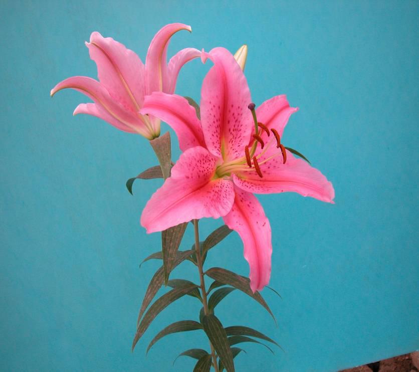 点击并拖拽以移动