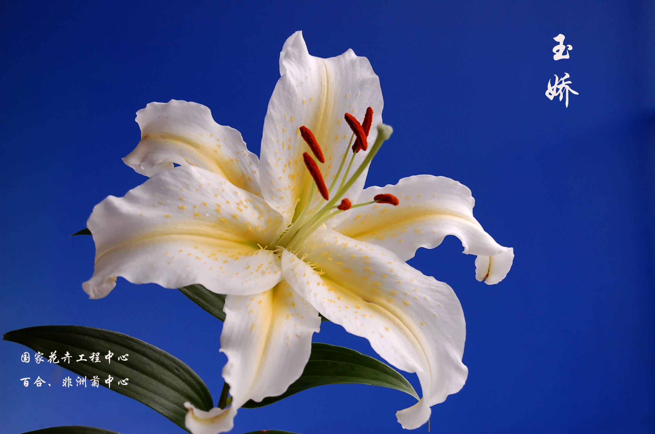 点击并拖拽以移动