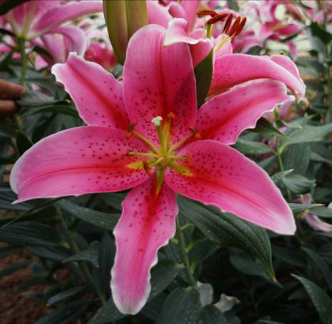 点击并拖拽以移动