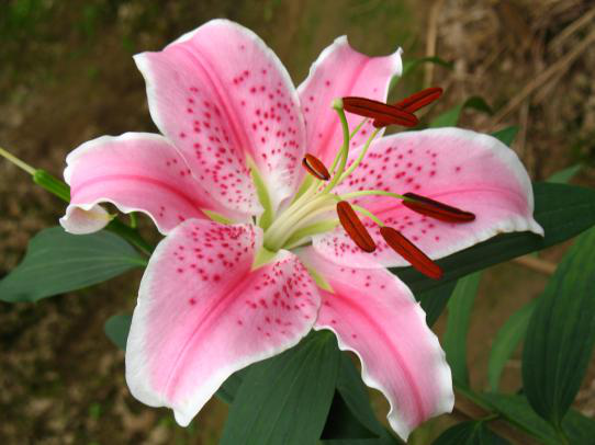 喜洋洋2 喜洋洋2