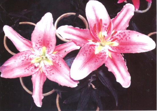 红云5号 红云5号