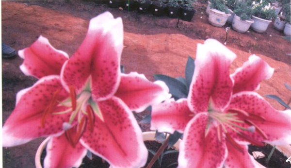 红云3号 红云3号