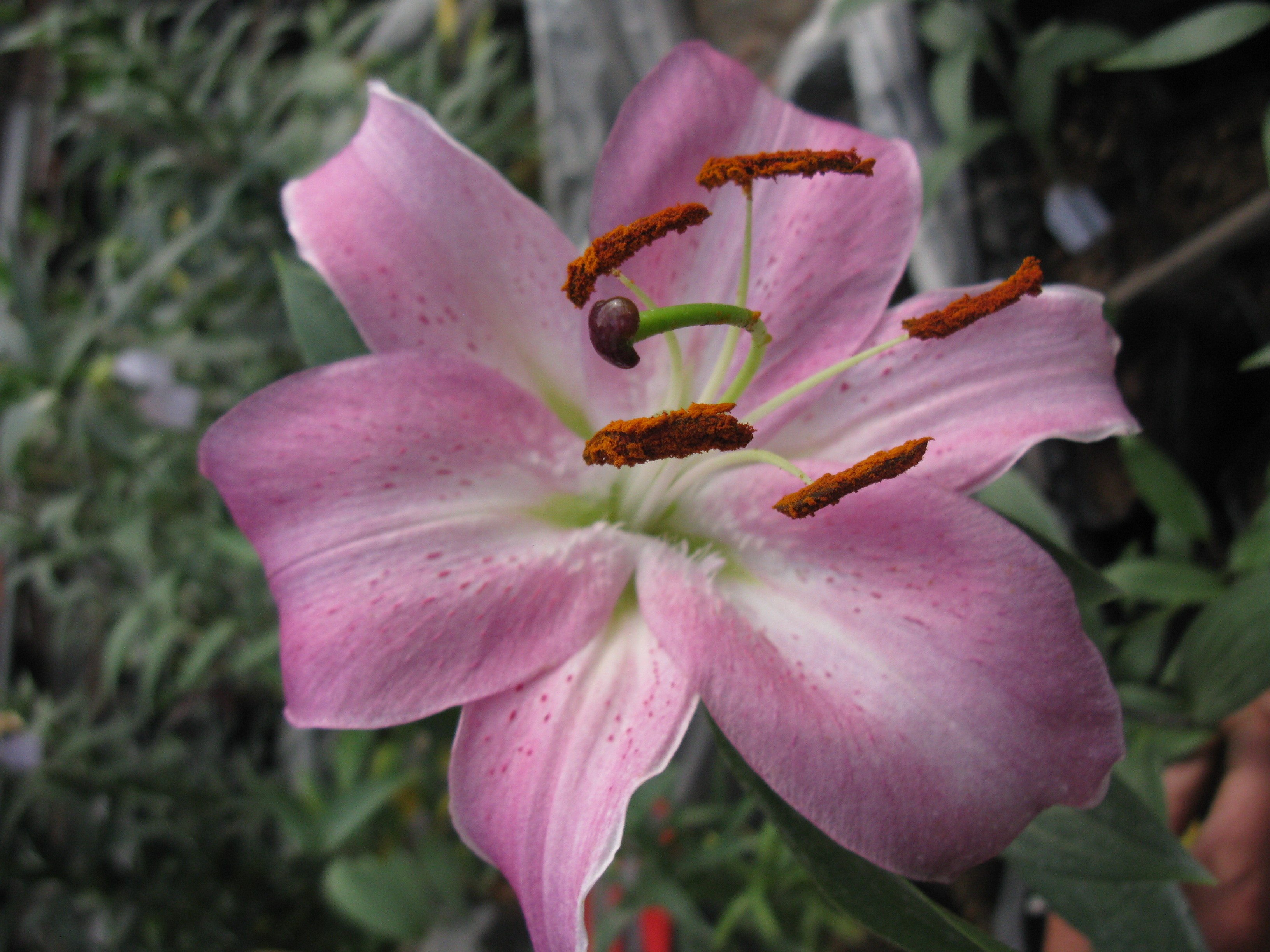 北农之喜 北农之喜