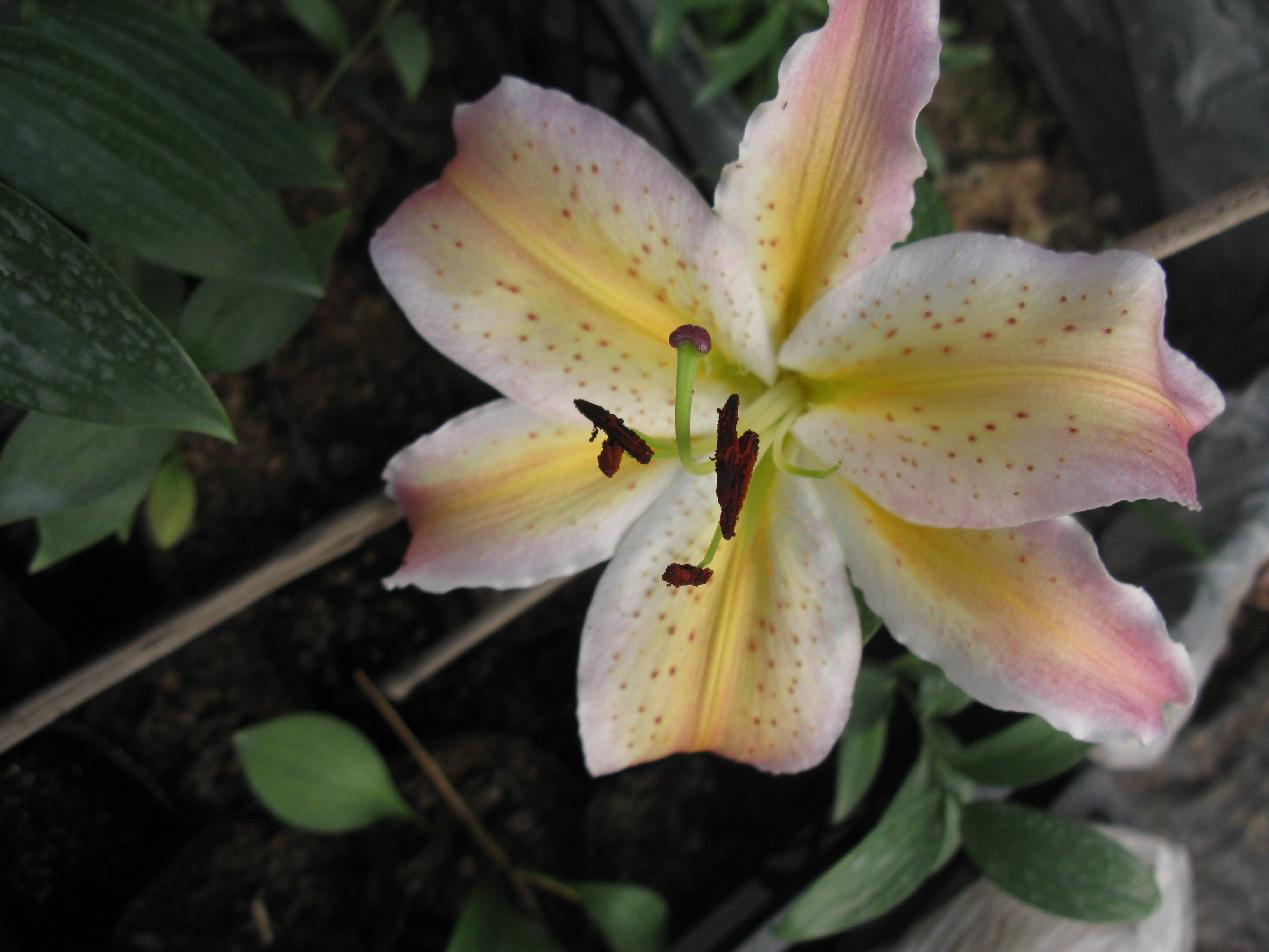 北农之恋 北农之恋