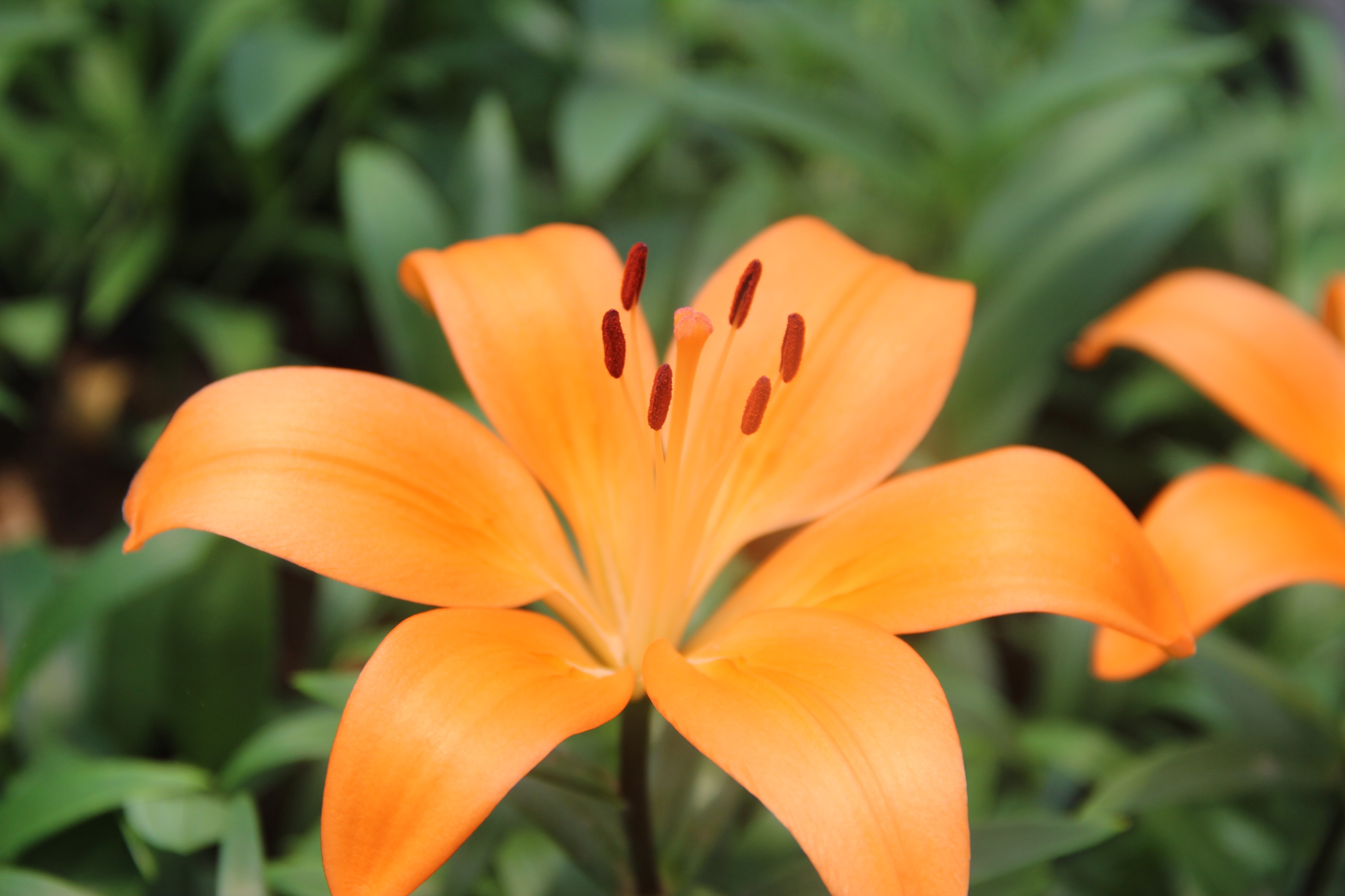 幸运宝贝 幸运宝贝