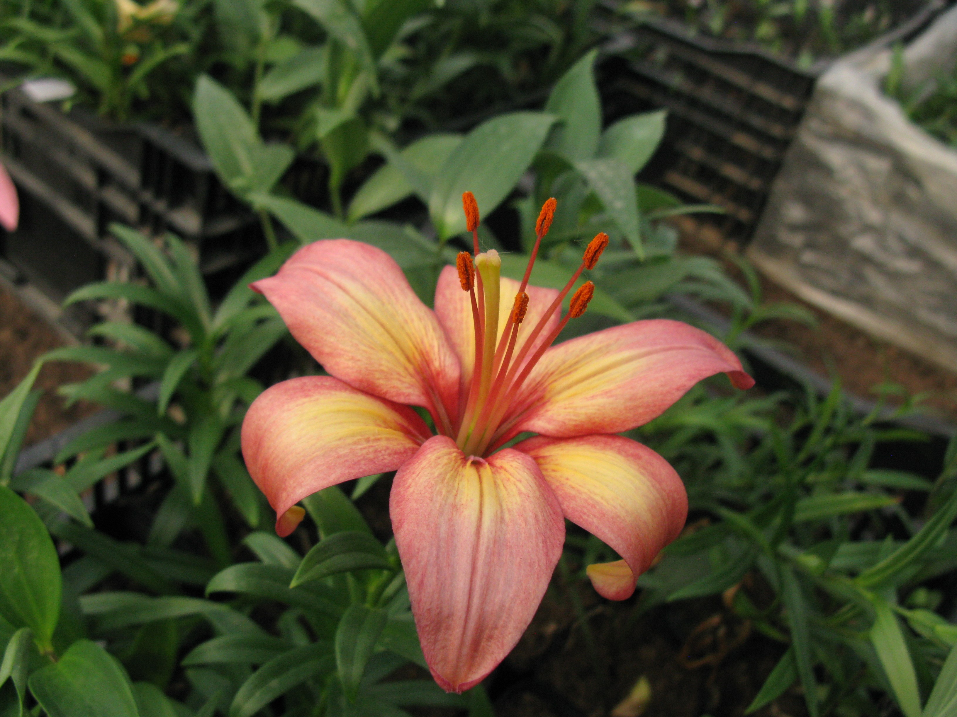 晚霞宝贝 晚霞宝贝