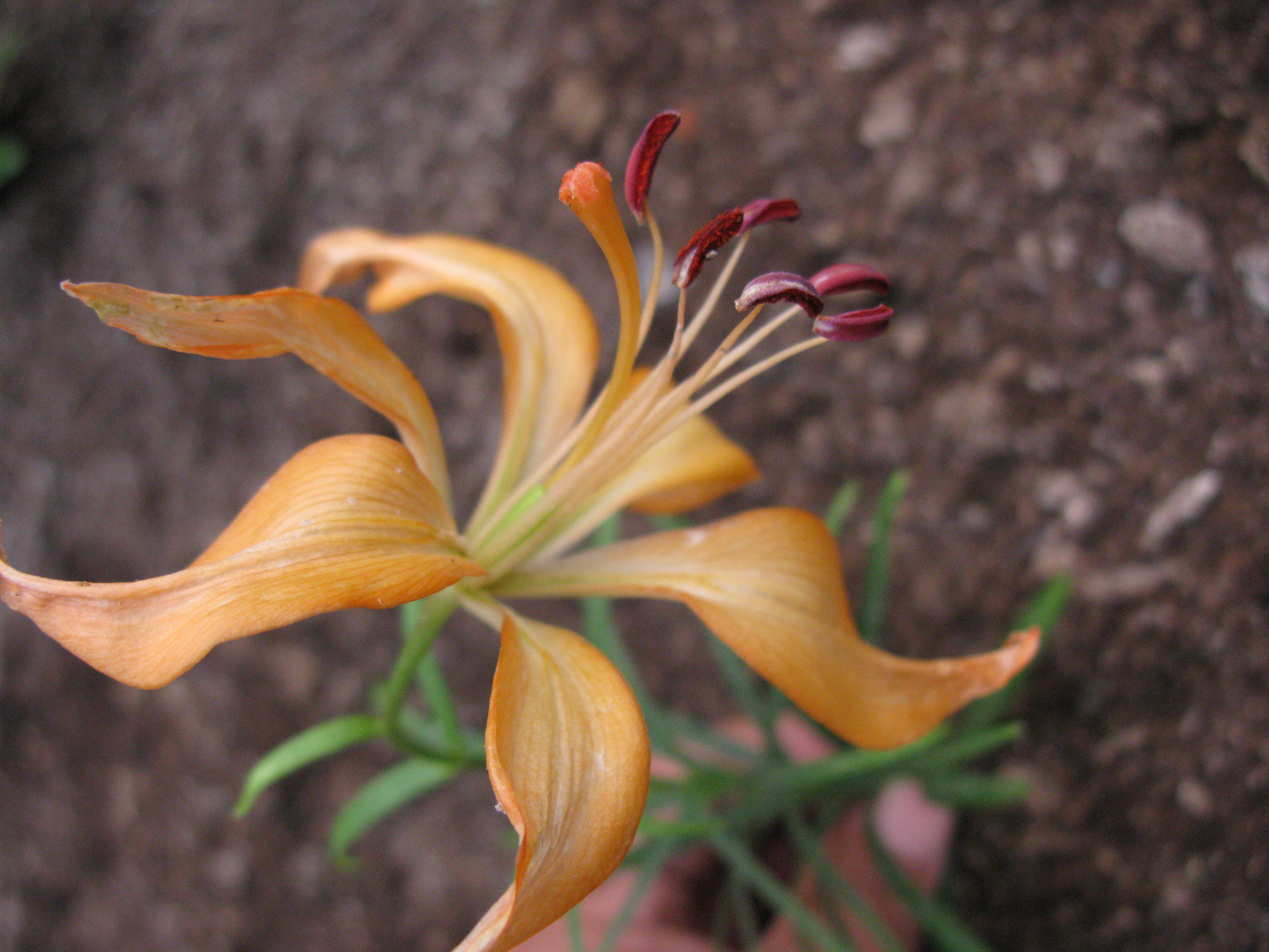 克克宝贝 克克宝贝