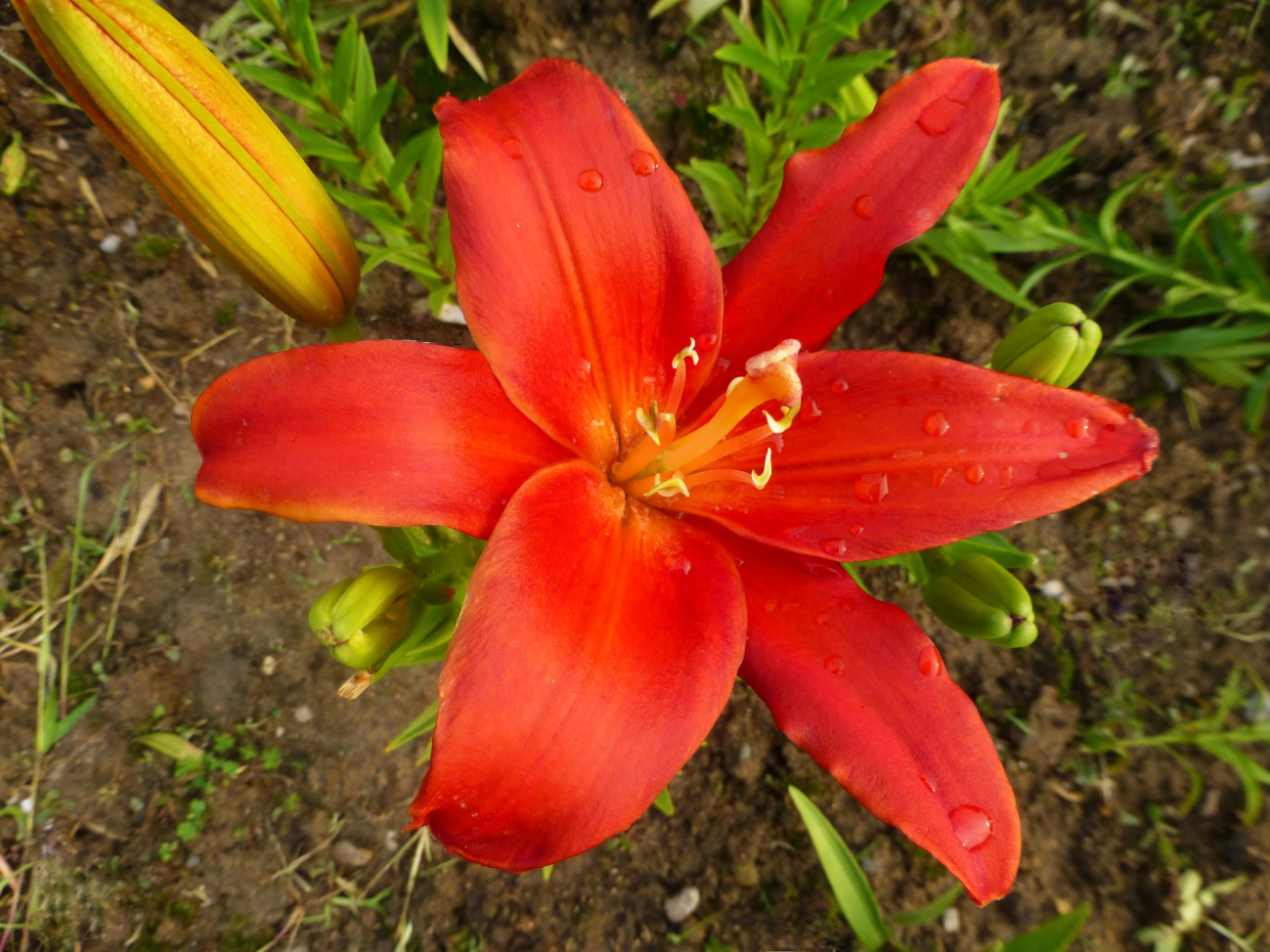 结婚庆典 结婚庆典