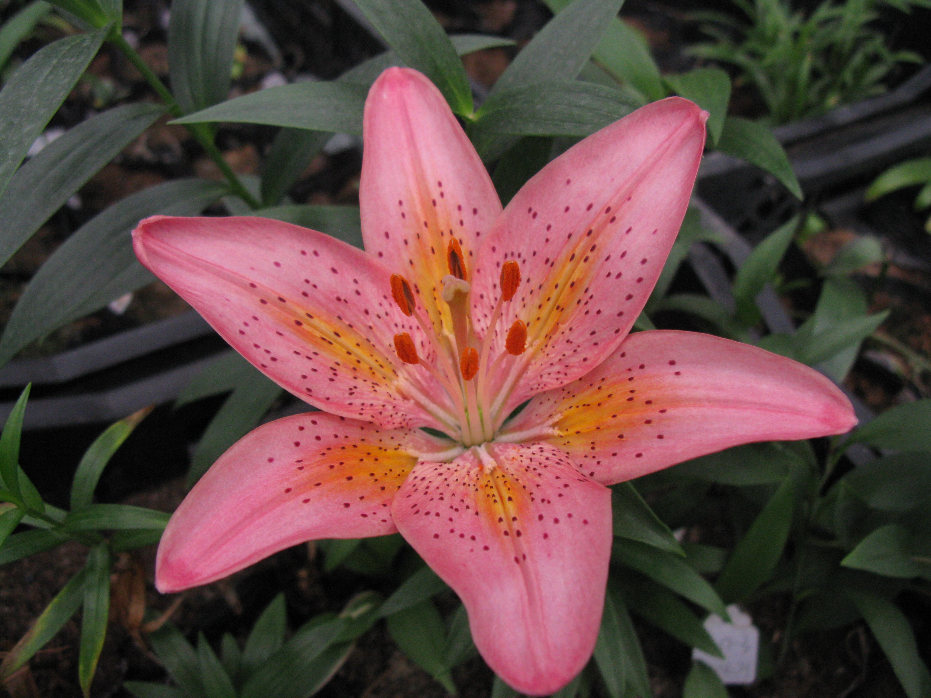 粉红宝贝 粉红宝贝