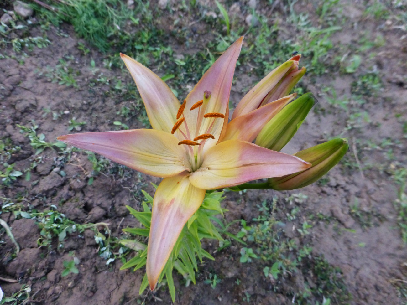 丹凤朝阳 丹凤朝阳