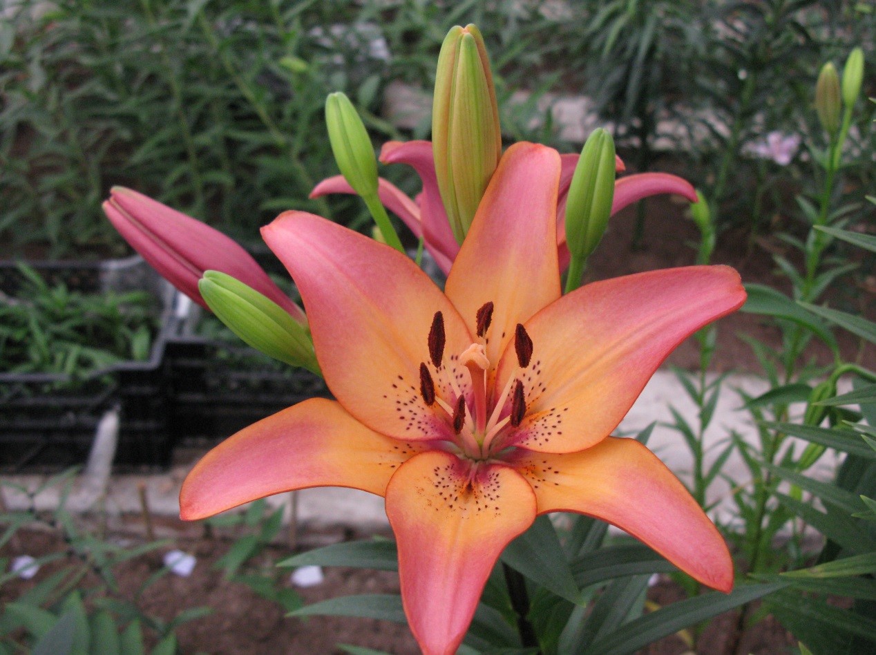 文雅王子 文雅王子