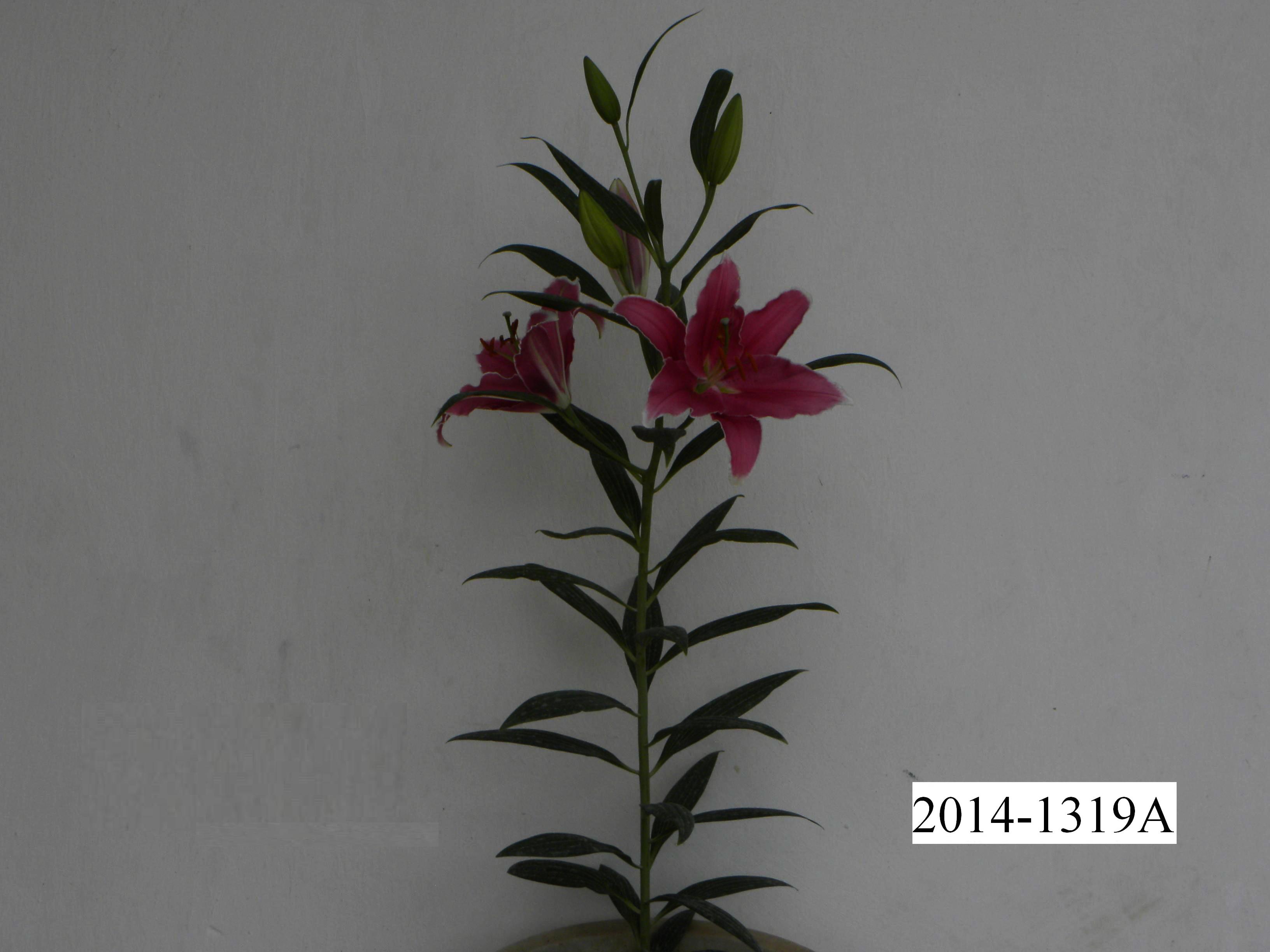 圣诞礼服 圣诞礼服