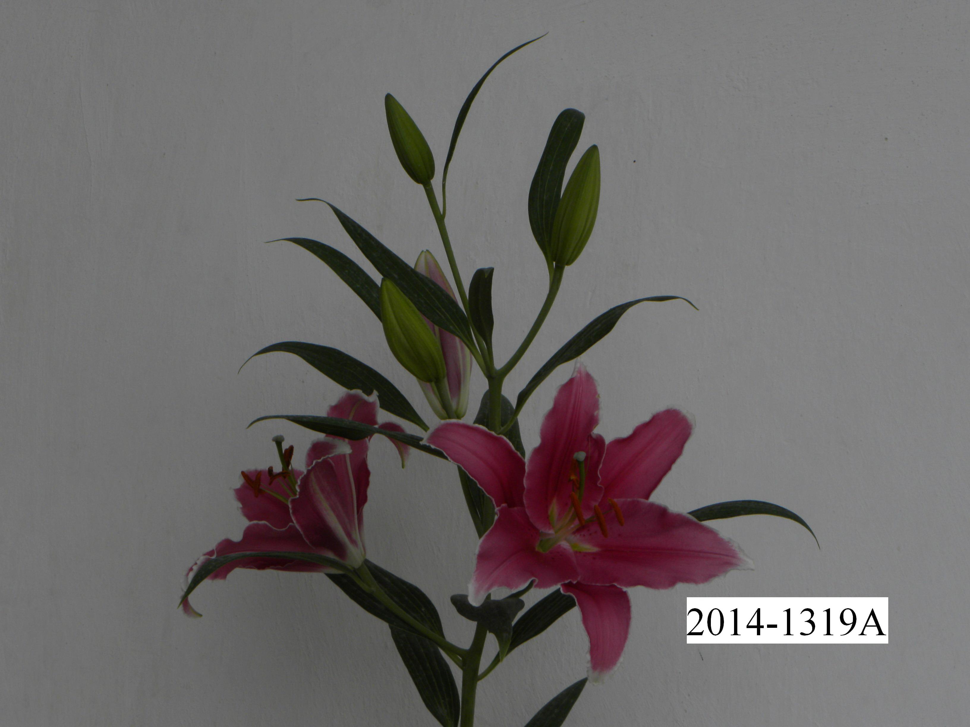 圣诞礼服 (3) 圣诞礼服 (3)