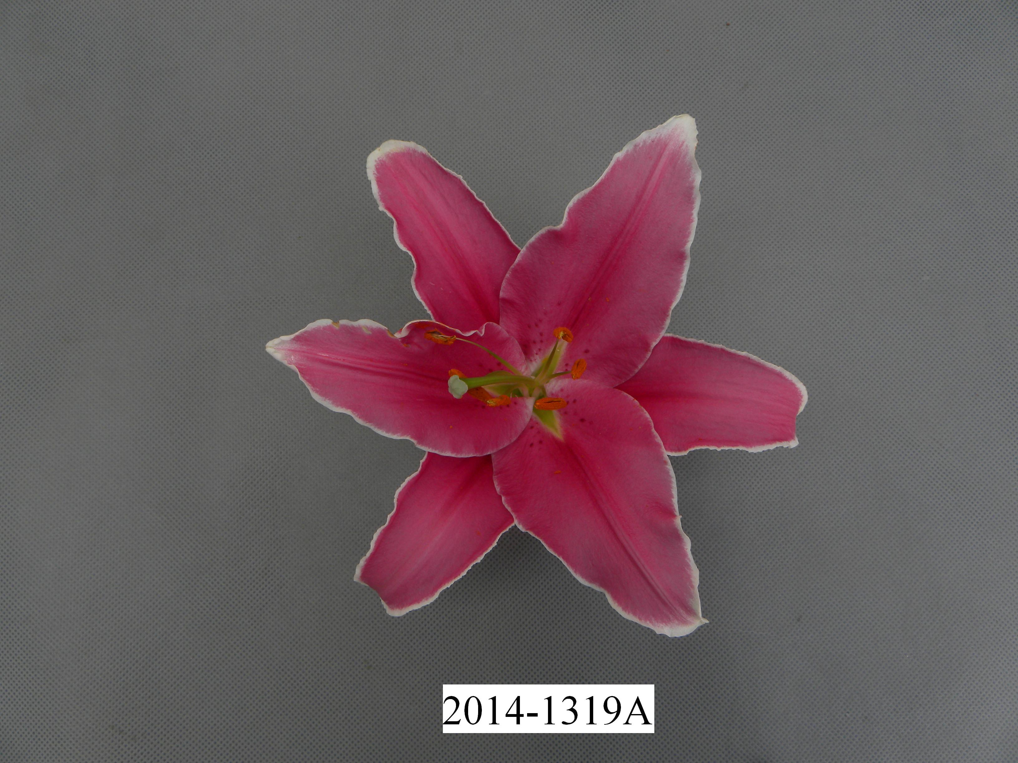 圣诞礼服 (2) 圣诞礼服 (2)