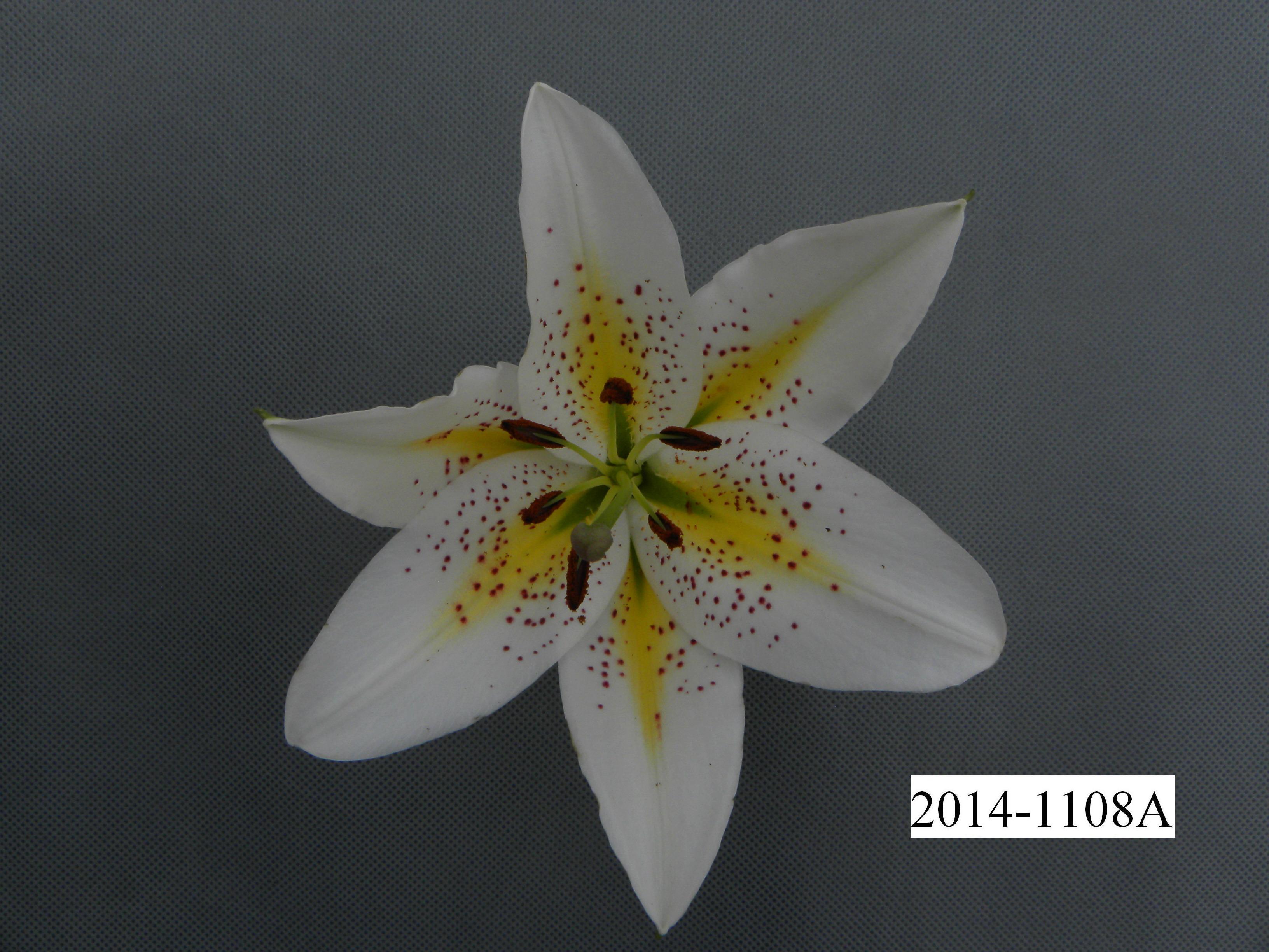 圣代 (2) 圣代 (2)