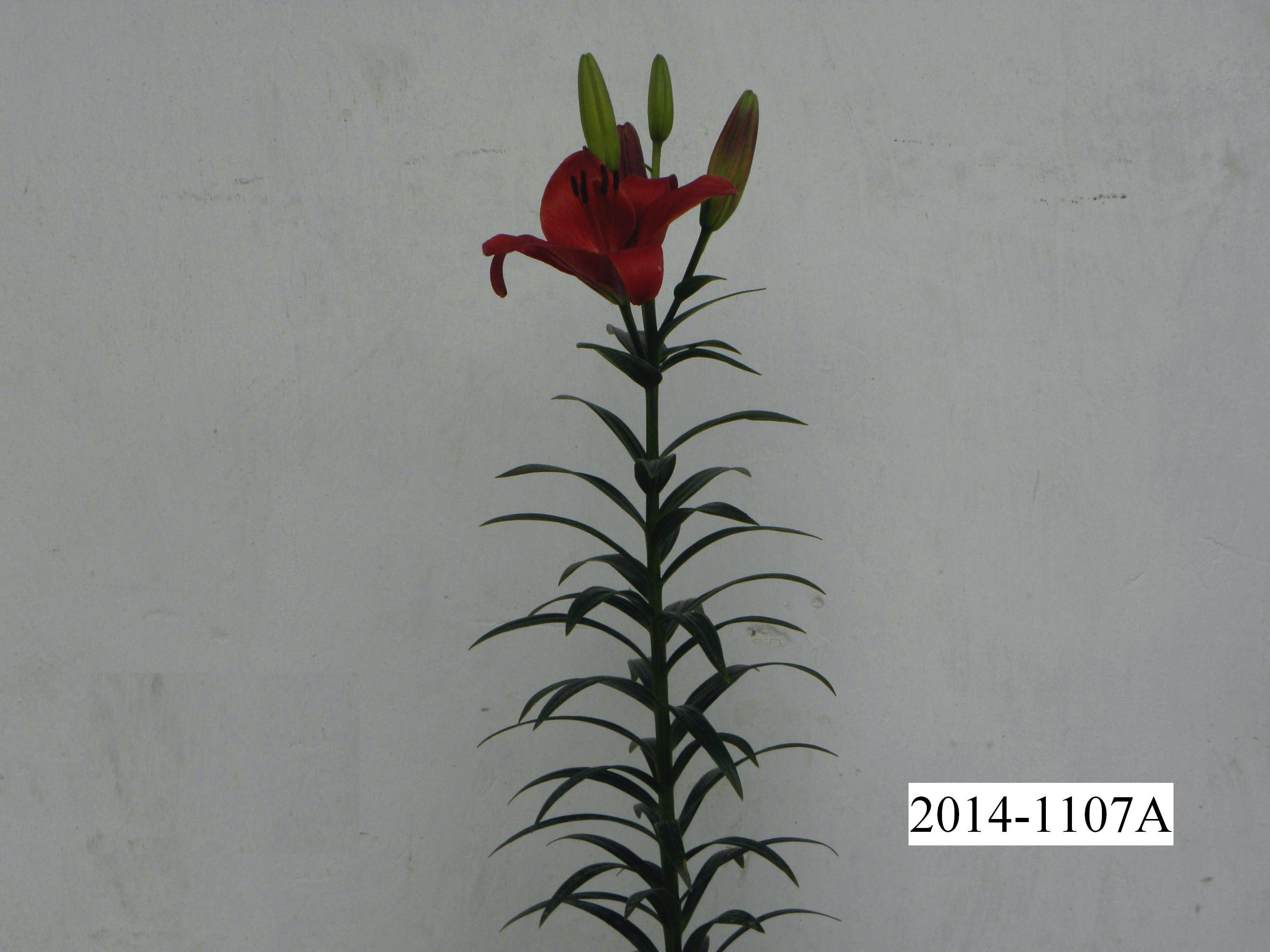 琉璃 (2) 琉璃 (2)