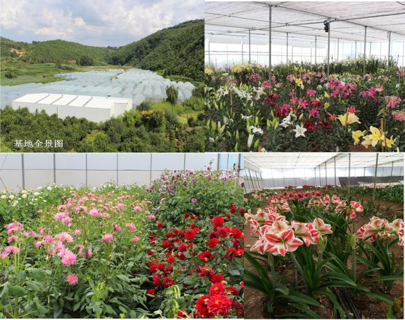 球根花卉基地图