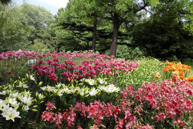 C:\Documents and Settings\Administrator\桌面\北植宿根园及科研照片\观赏百合示范区.jpg