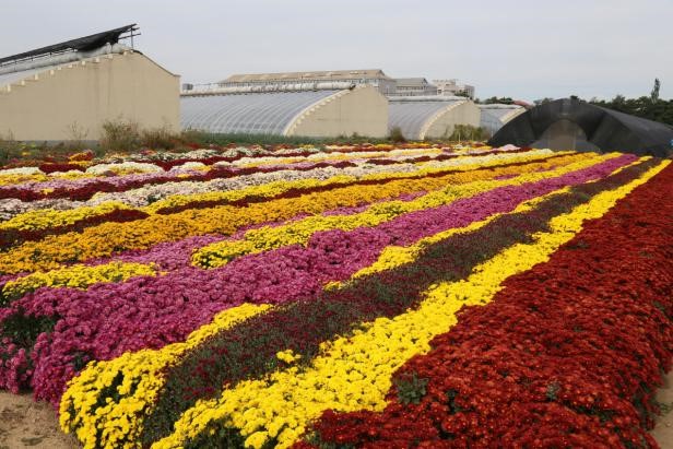 C:\Users\Administrator.USER-20171204CN\Desktop\地被菊资源圃 (1).JPG