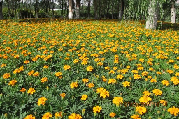 雪域林下种子留床栽培