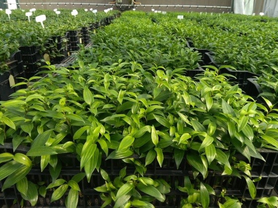 F:\2017文件\照片总结-2017\百合种球工厂化栽培 (2).jpg