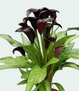 朱顶红‘红星’