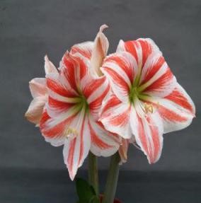 C:\Users\zhangyc\Pictures\sande bv calla (pot)\samur.jpg